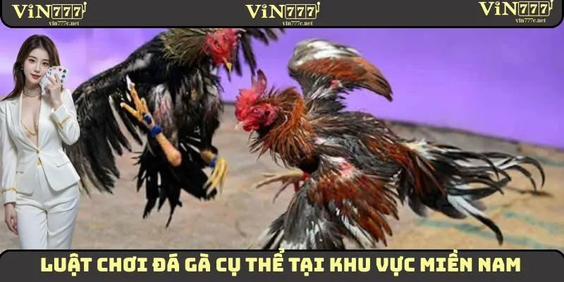 Đá Gà VIN777 - Luật Chơi Chi Tiết Phân Biệt Theo Vùng Miền 2 Luật chơi đá gà cụ thể tại khu vực miền Nam