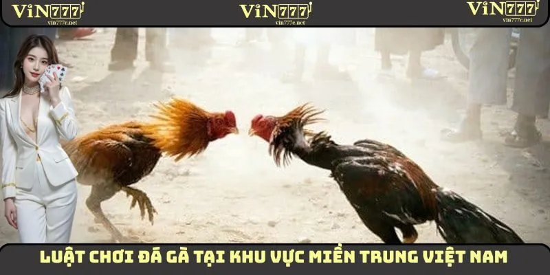 Đá Gà VIN777 - Luật Chơi Chi Tiết Phân Biệt Theo Vùng Miền 3 Luật chơi đá gà tại khu vực miền Trung Việt Nam