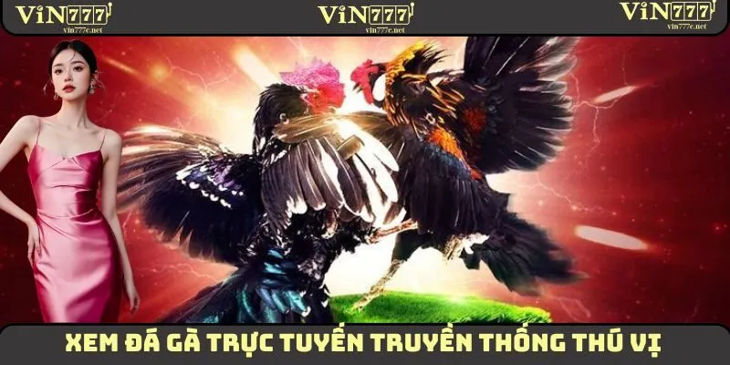 Xem Đá Gà Trực Tuyến VIN777 - Chất Lượng Cao, Sắc Nét 2 Xem đá gà trực tuyến truyền thống thú vị